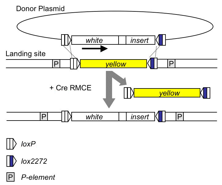 BestGene RMCE